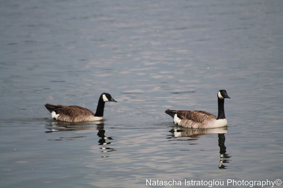 Canada Goose reflections Hanningfield Reservoir,<br />
Essex,<br />
01/06/2014 Branta canadensis,Canada Goose