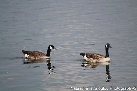 Canada Goose reflections Hanningfield Reservoir,
Essex,
01/06/2014 Branta canadensis,Canada Goose