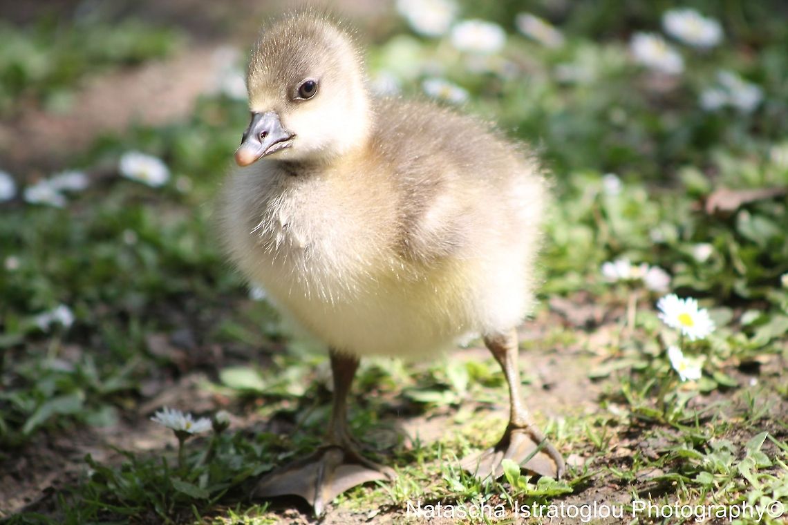 Canada Gosling grumpily posing for his photo Hanningfield Reservoir,<br />
Essex.<br />
01/06/2014 Branta canadensis,Canada Goose,Gosling