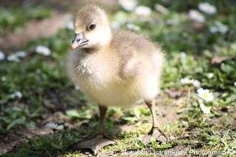 Canada Gosling grumpily posing for his photo Hanningfield Reservoir,
Essex.
01/06/2014 Branta canadensis,Canada Goose,Gosling