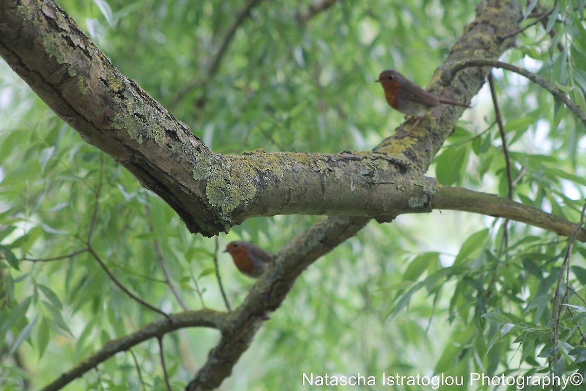 Robin Mirroring Cambridge,<br />
31/05/2014 Erithacus rubecula,European Robin