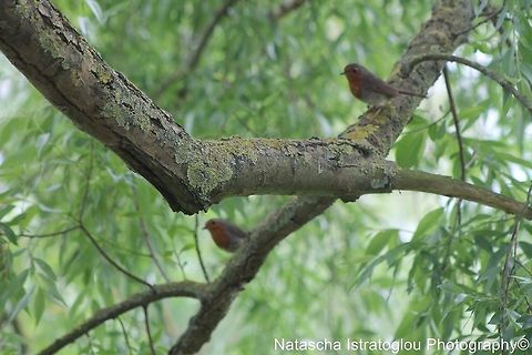 Robin Mirroring Cambridge,
31/05/2014 Erithacus rubecula,European Robin