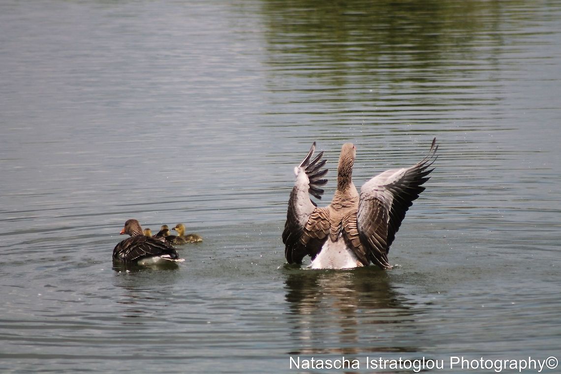 Greylag Goose doing a bit of conducting Hanningfield Reservoir,<br />
Essex.<br />
01/06/2014 Anser anser,Greylag Goose