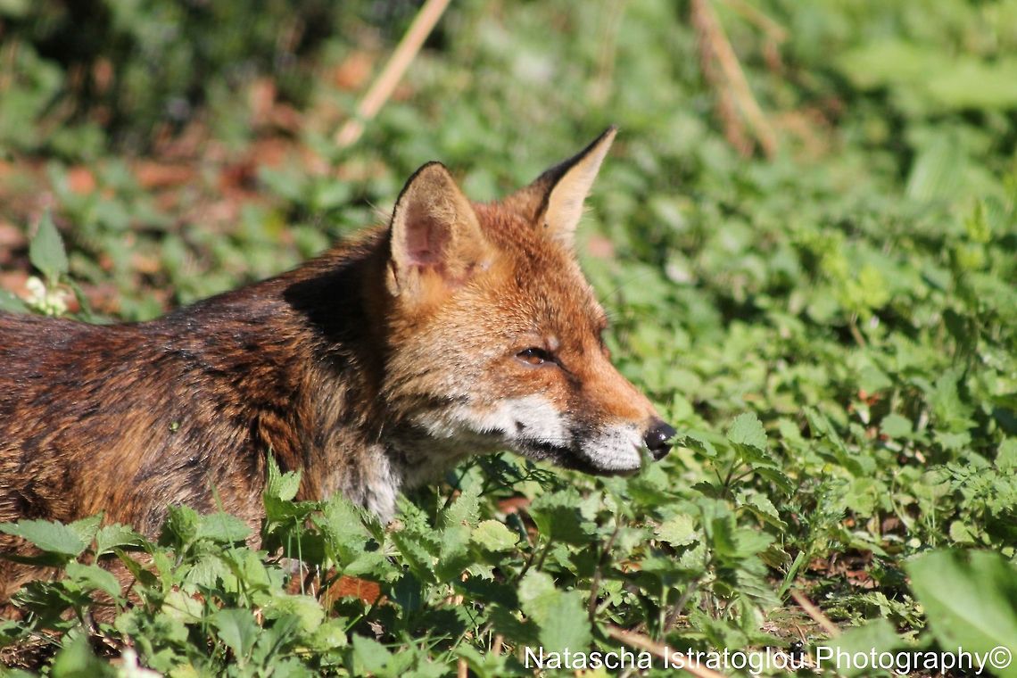 Fox St. James' Park,<br />
London,<br />
07/07/2014 Fox,Red Fox,Vulpes vulpes