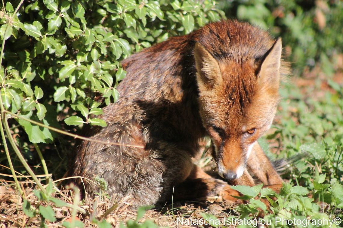 Fox St. James' Park,<br />
London,<br />
07/07/2014 Fox,Red Fox,Vulpes vulpes