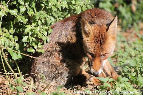 Fox St. James' Park,
London,
07/07/2014 Fox,Red Fox,Vulpes vulpes