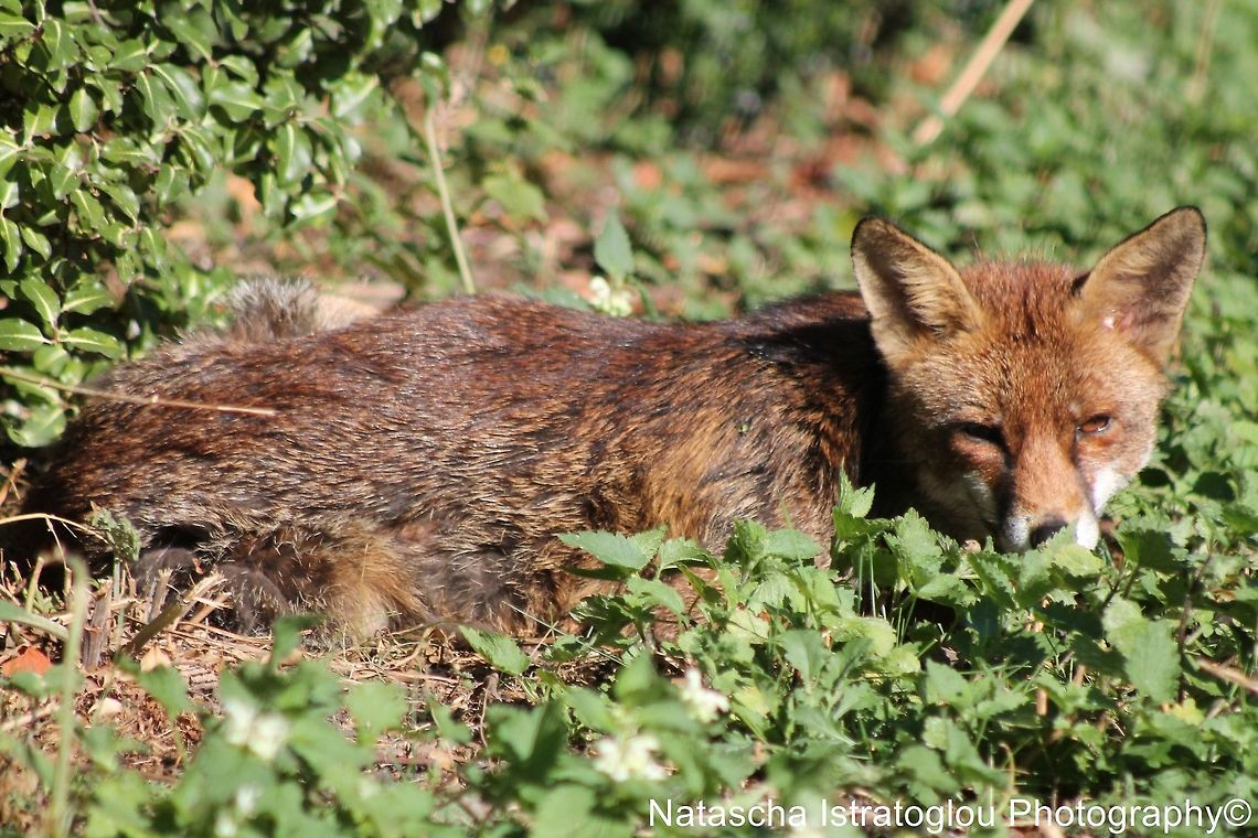 Fox St. James&#039; Park,<br />
London,<br />
07/07/2014 Fox,Red Fox,Vulpes vulpes