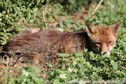 Fox St. James' Park,
London,
07/07/2014 Fox,Red Fox,Vulpes vulpes