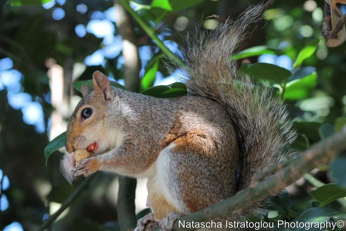 Grey Squirrel St. James' Park,<br />
London,<br />
07/07/2014 Eastern gray squirrel,Sciurus carolinensis