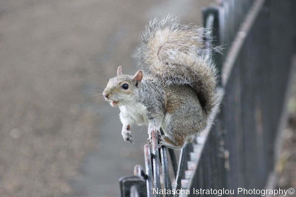 Grey Squirrel St. James's Park,<br />
London,<br />
05/07/2014 Eastern gray squirrel,Sciurus carolinensis,eastern Grey Squirrel