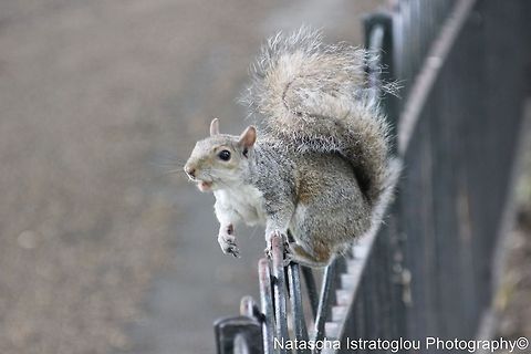Grey Squirrel St. James's Park,
London,
05/07/2014 Eastern gray squirrel,Sciurus carolinensis,eastern Grey Squirrel
