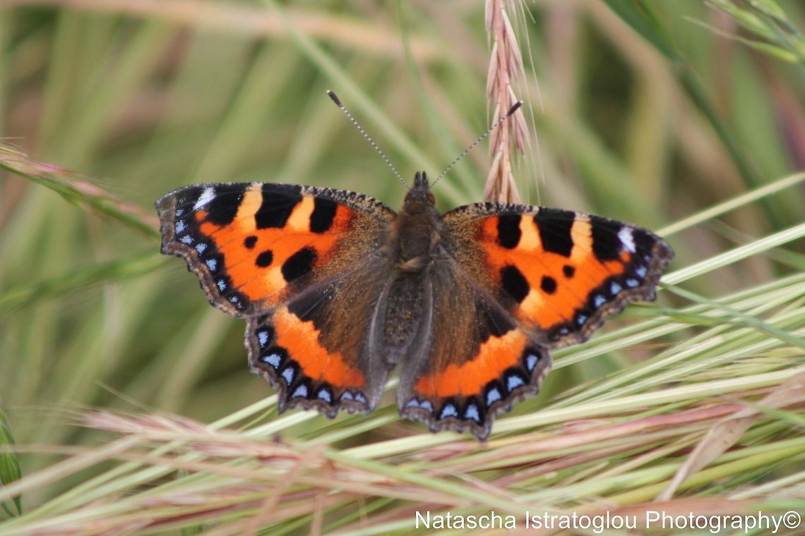 Tortoiseshell Farmland fields,<br />
Bedlington,<br />
11/07/2014 Aglais urticae,Small Tortoiseshell,Tortoiseshell Butterfly