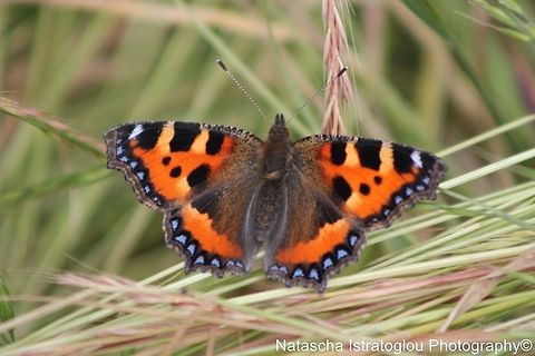 Tortoiseshell Farmland fields,
Bedlington,
11/07/2014 Aglais urticae,Small Tortoiseshell,Tortoiseshell Butterfly