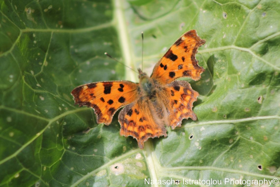 Comma Milton country park,<br />
Cambridgeshire,<br />
06/07/2014 Comma,Polygonia c-album,The Comma Butterfly