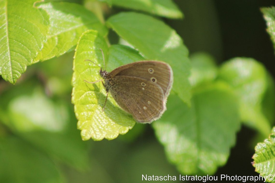 Ringlet Farmland fields,<br />
Bedlington,<br />
11/07/2014 Aphantopus hyperantus,Ringlet