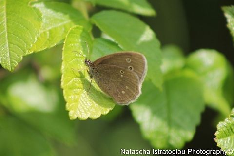 Ringlet Farmland fields,
Bedlington,
11/07/2014 Aphantopus hyperantus,Ringlet