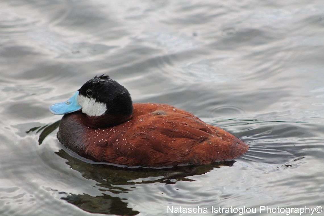 Ruddy Duck St. James' Park,<br />
London,<br />
07/07/2014 Oxyura jamaicensis,Ruddy duck