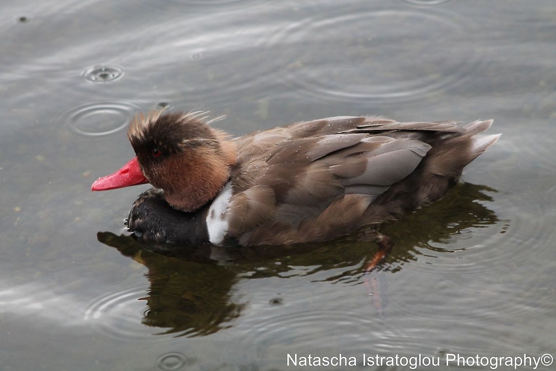 Red-crested Pochard St James&#039; Park,<br />
London,<br />
07/07/2014 Netta rufina,Red-crested Pochard,Red-crested pochard