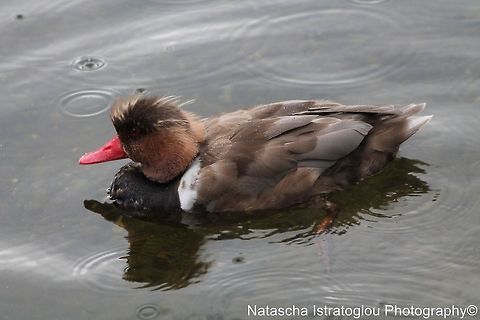 Red-crested Pochard St James' Park,
London,
07/07/2014 Netta rufina,Red-crested Pochard,Red-crested pochard