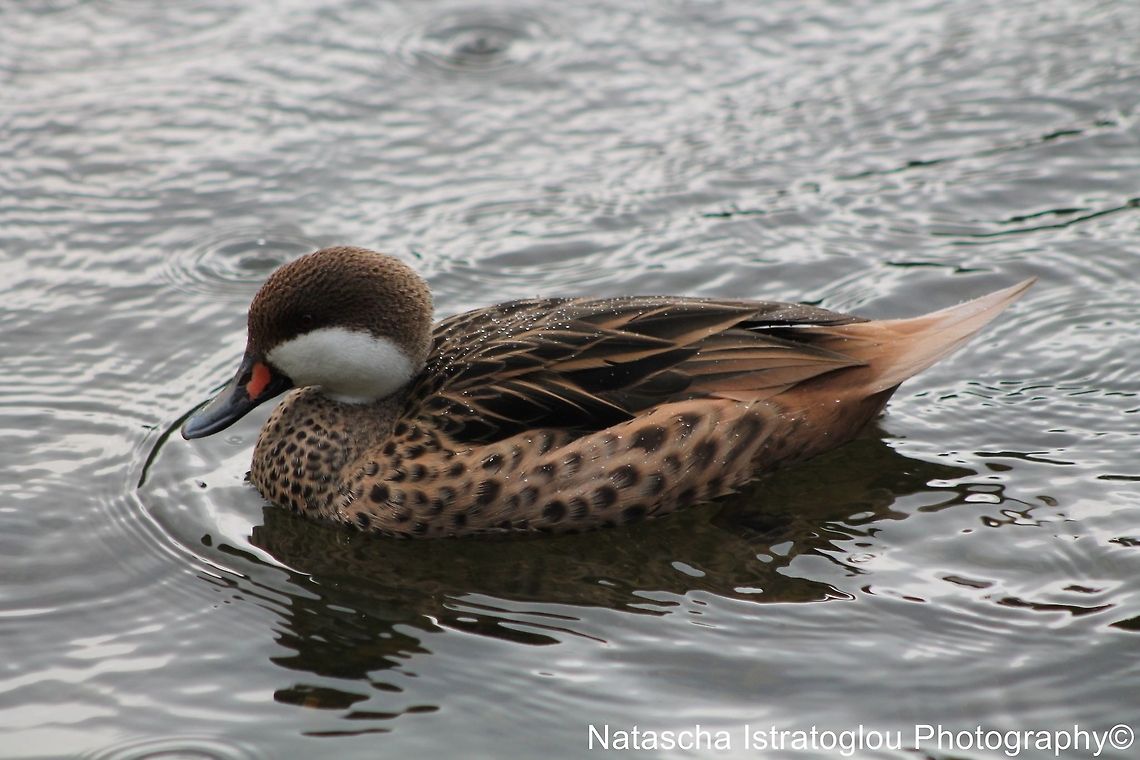 White Cheeked Pintail St. James&#039; Park,<br />
London,<br />
07/07/2014 Anas bahamensis,White Cheeked Pintail,White-cheeked pintail