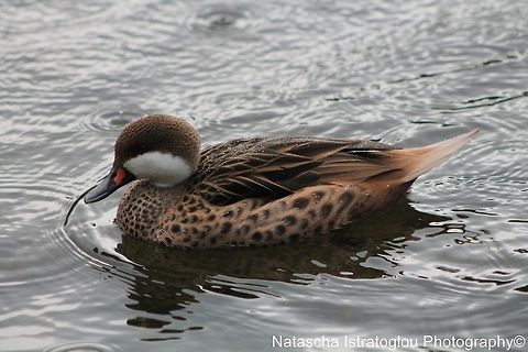 White Cheeked Pintail St. James' Park,
London,
07/07/2014 Anas bahamensis,White Cheeked Pintail,White-cheeked pintail