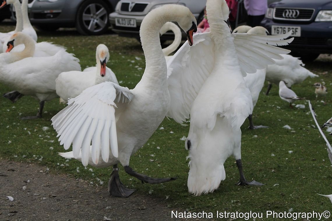 Swans showing dominance Queen Elizabeth II Country Park,<br />
Ashington,<br />
Northumberland,<br />
12/07/2014 Cygnus olor,Mute Swan