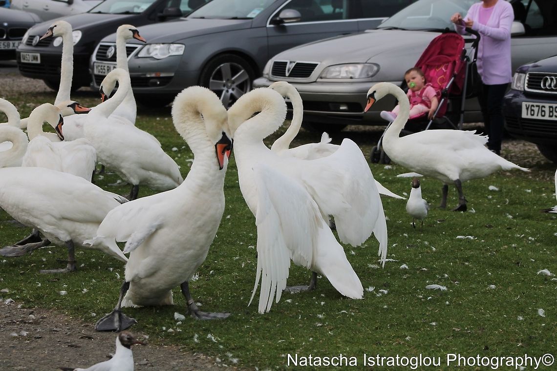 Swans showing dominance Queen Elizabeth II Country Park,<br />
Ashington,<br />
Northumberland,<br />
12/07/2014 Cygnus olor,Mute Swan