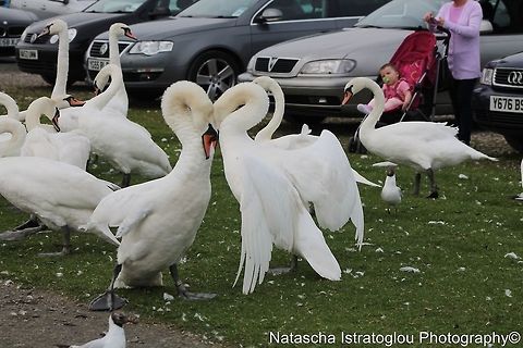 Swans showing dominance Queen Elizabeth II Country Park,
Ashington,
Northumberland,
12/07/2014 Cygnus olor,Mute Swan