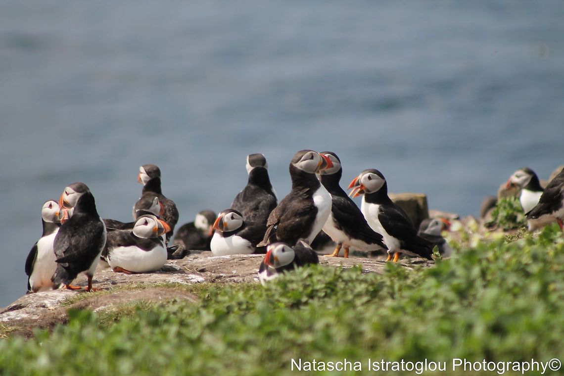 Puffins with a Tongue Shower Farne Islands,<br />
Northumberland,<br />
14/06/2014 Atlantic Puffin,Fratercula arctica