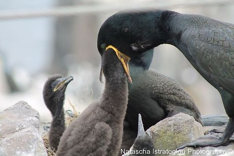 Shag Feeding Chick Farne Islands,
Northumberland,
14/06/2014 European Shag,Phalacrocorax aristotelis
