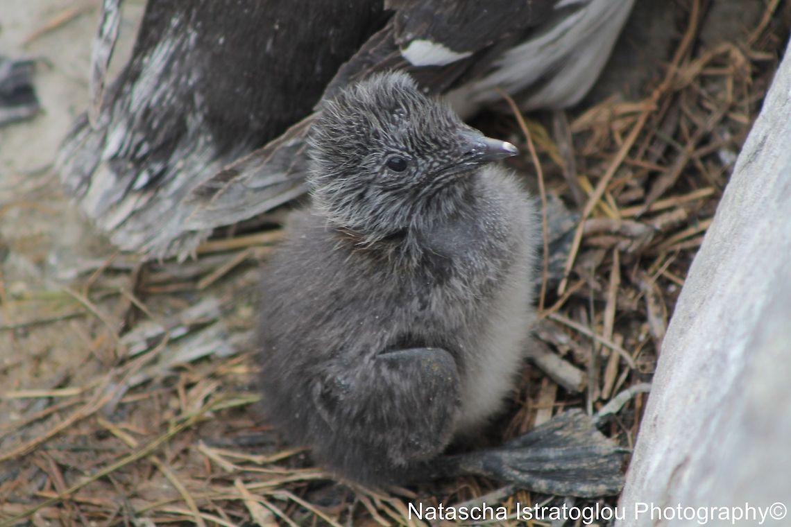 Guillemot Chick Farne Islands,<br />
Northumberland,<br />
14/06/2014 Common Guillemot,Common Murre,Uria aalge