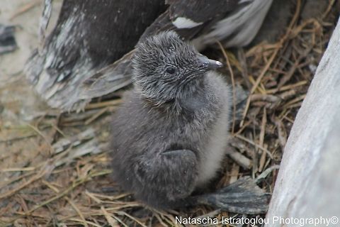 Guillemot Chick Farne Islands,
Northumberland,
14/06/2014 Common Guillemot,Common Murre,Uria aalge