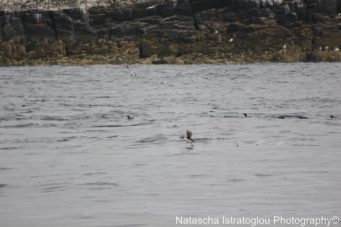 Puffin running on water Farne Islands,<br />
Northumberland,<br />
14/06/2014 Atlantic Puffin,Fratercula arctica