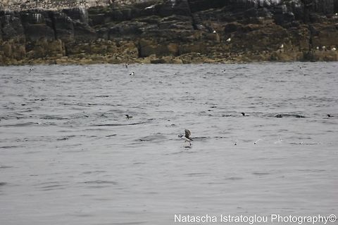 Puffin running on water Farne Islands,
Northumberland,
14/06/2014 Atlantic Puffin,Fratercula arctica