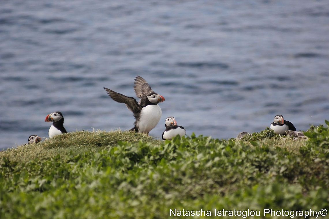 Puffin having a stretch Farne Islands,<br />
Northumberland,<br />
14/06/2014 Atlantic Puffin,Fratercula arctica