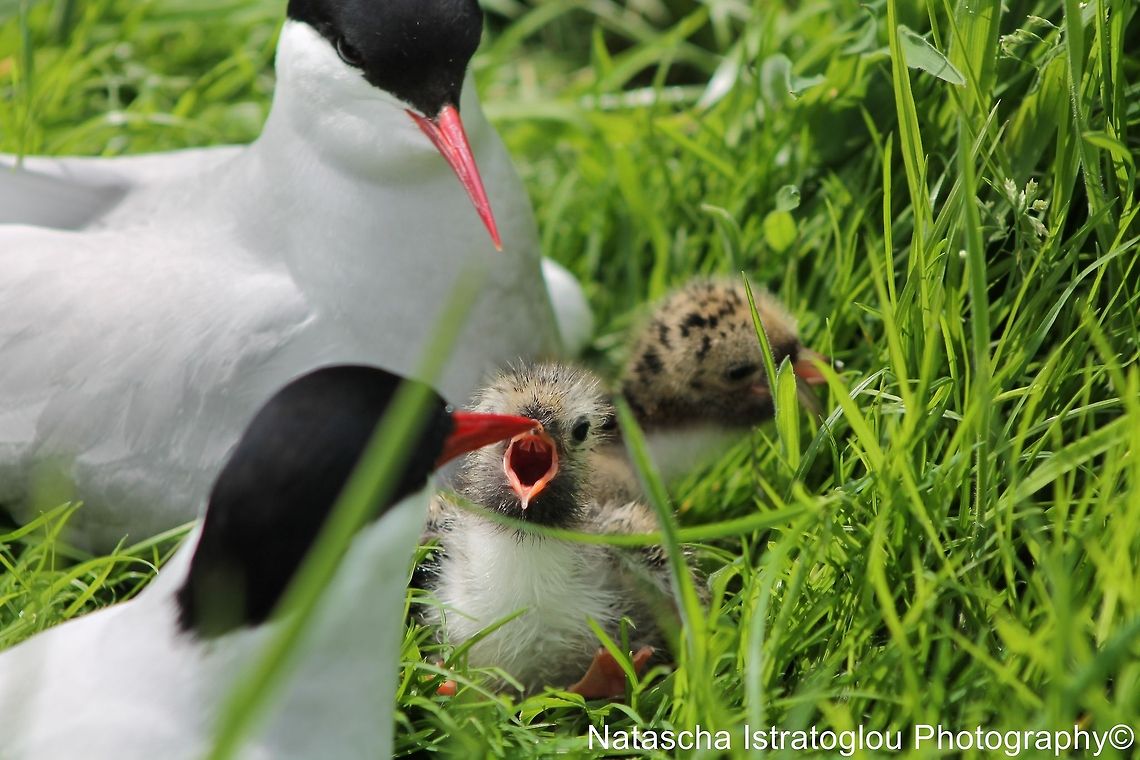 Tern chick shouting its mouth off for not being fed Farne Islands,<br />
Northumberland,<br />
14/06/2014 Arctic tern,Common Tern,Sterna paradisaea