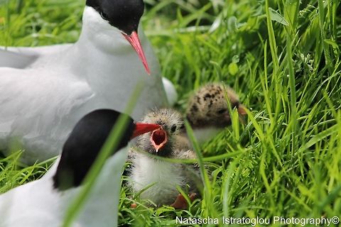 Tern chick shouting its mouth off for not being fed Farne Islands,
Northumberland,
14/06/2014 Arctic tern,Common Tern,Sterna paradisaea