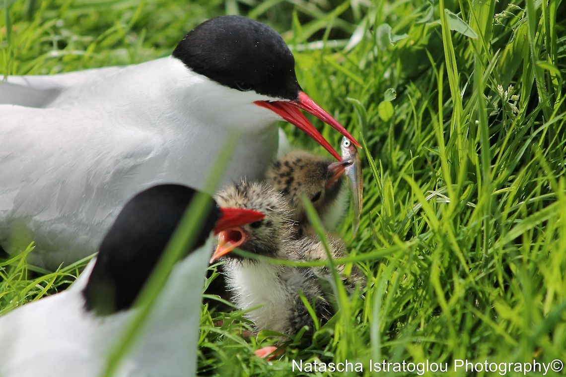 Tern chick being fed Farne Islands,<br />
Northumberland,<br />
14/06/2014 Arctic tern,Common Tern,Sterna paradisaea