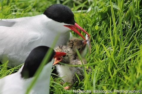 Tern chick being fed Farne Islands,
Northumberland,
14/06/2014 Arctic tern,Common Tern,Sterna paradisaea