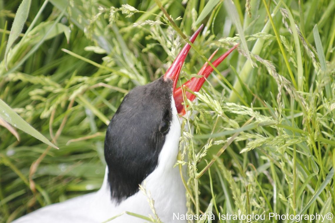 Tern adult showing exhaustion from having two chicks Farne Islands,<br />
Northumberland,<br />
14/06/2014 Arctic tern,Common Tern,Sterna paradisaea