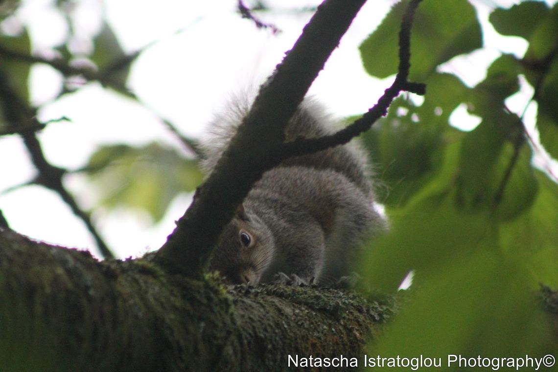 Grey Squirrel Haslam Park,<br />
Preston,<br />
29/05/2014 Eastern gray squirrel,Sciurus carolinensis,eastern Grey Squirrel