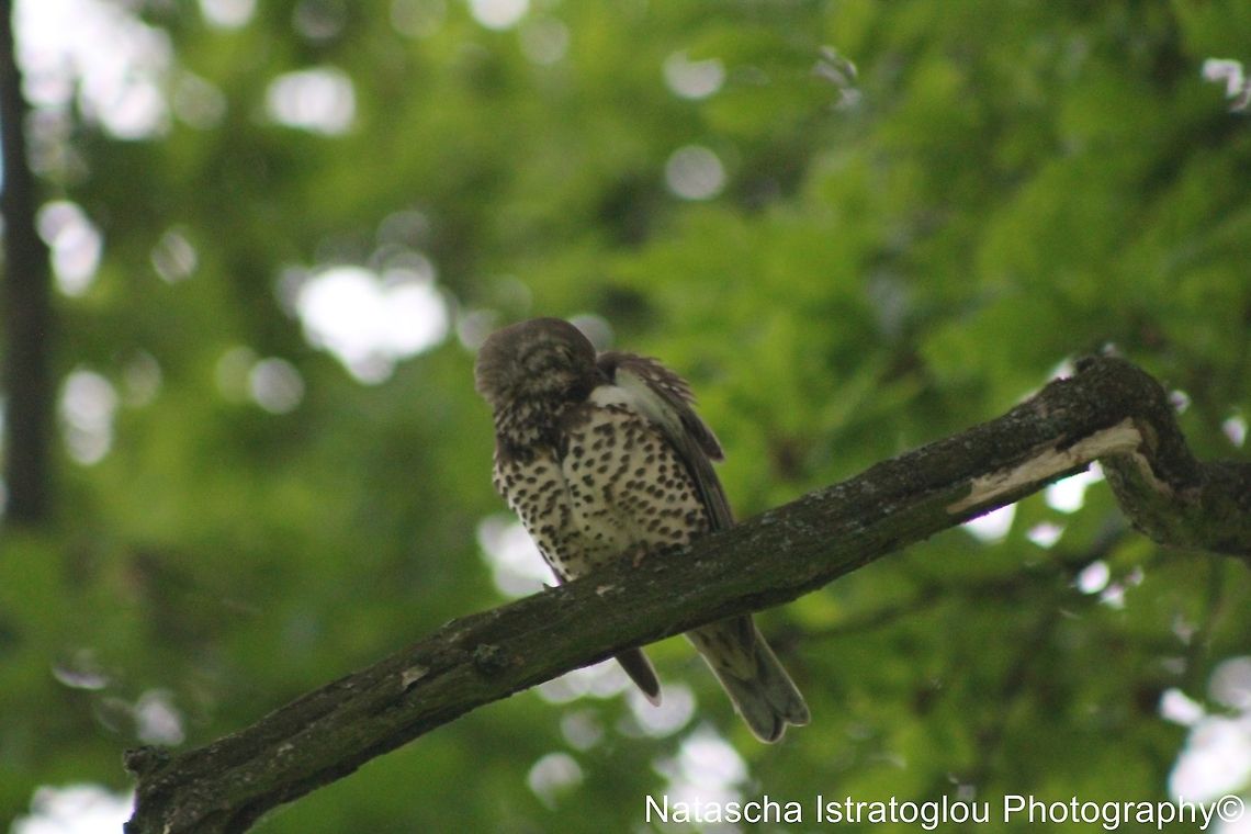 Mistle Thrush Haslam Park,<br />
Preston,<br />
29/05/2014 Mistle Thrush,Turdus viscivorus