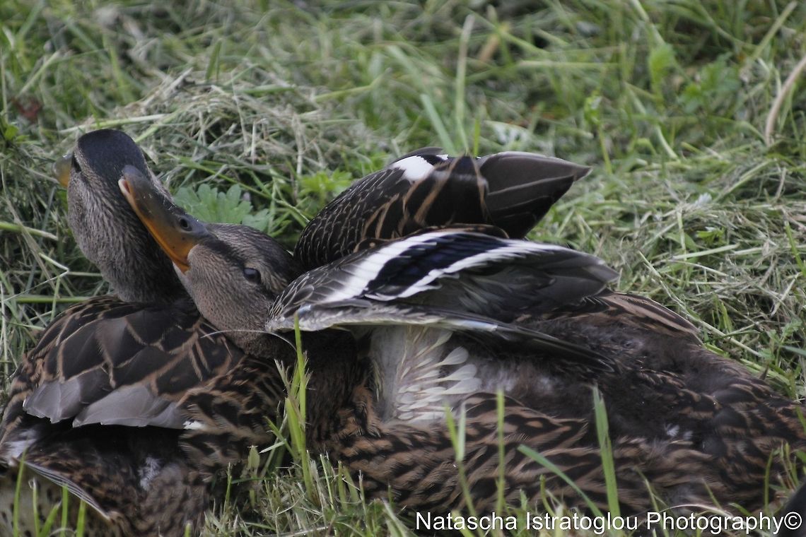 Female duck having a stretch Haslam Park,<br />
Preston,<br />
29/05/2014 Anas platyrhynchos,Female Mallard Duck,Mallard