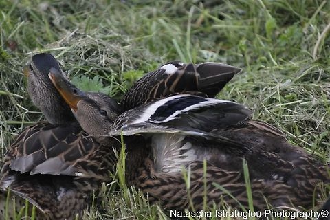 Female duck having a stretch Haslam Park,
Preston,
29/05/2014 Anas platyrhynchos,Female Mallard Duck,Mallard