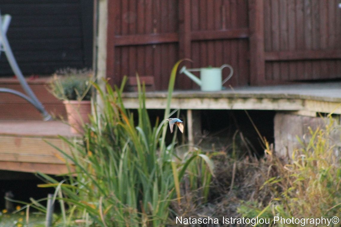 Kingfisher Lancaster Canal,<br />
Preston,<br />
22/08/2014 Alcedo atthis,Common Kingfisher,Kingfisher