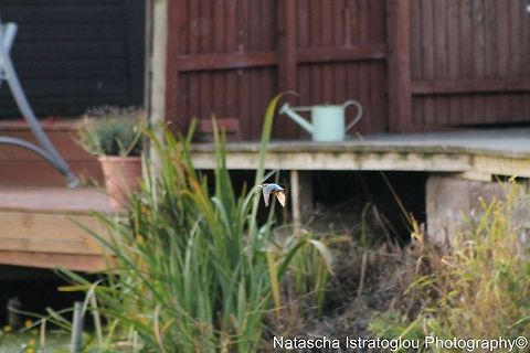 Kingfisher Lancaster Canal,
Preston,
22/08/2014 Alcedo atthis,Common Kingfisher,Kingfisher