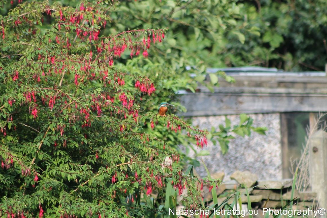 My first ever image of a Kingfisher Lancaster Canal,<br />
Preston,<br />
22/08/2014 Alcedo atthis,Common Kingfisher,Kingfisher