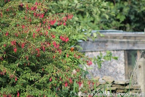 My first ever image of a Kingfisher Lancaster Canal,
Preston,
22/08/2014 Alcedo atthis,Common Kingfisher,Kingfisher
