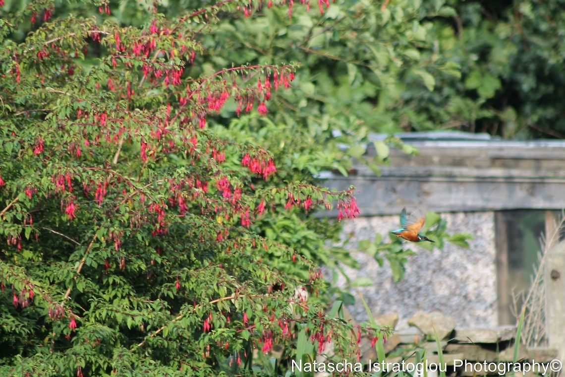 My first ever flying shot of a Kingfisher Lancaster Canal,<br />
Preston,<br />
22/08/2014 Alcedo atthis,Common Kingfisher,Kingfisher