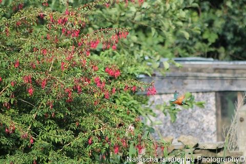 My first ever flying shot of a Kingfisher Lancaster Canal,
Preston,
22/08/2014 Alcedo atthis,Common Kingfisher,Kingfisher